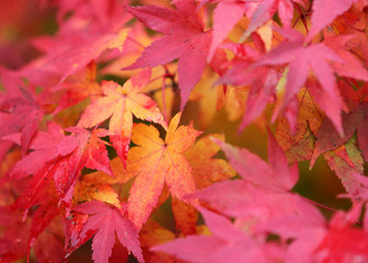Autumn Maple - Maple leaves light up with fall color. Sonoma County, California, USA