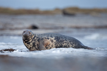 grey seal, halichoerus grypus, Helgoland