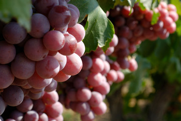 Vineyard, grapes © Photos by L