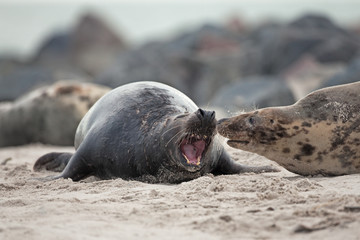 grey seal, halichoerus grypus, Helgoland