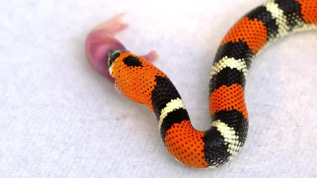 Tricolor Hognose snake as it slowly swallows pinky mouse it is eating.