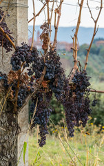 Grapes dry and dehydrate on the vine after harvest - vineyard life in Italy