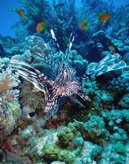 Fototapeta na wymiar Poisonous fish of Common Lionfish in the attack.