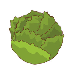 lettuce isolated icon