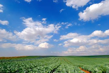cabbage field