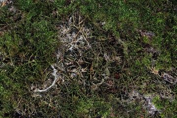 Close up high resolution surface of forest ground with nuts and moss