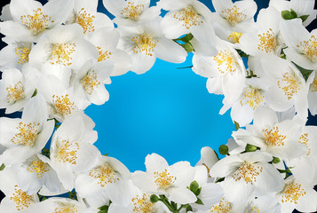 Jasmine flowers frame isolated on white background