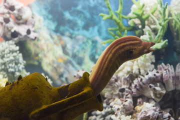 Geometric moray eel (Siderea grisea or Peppered moray, Gymnothorax griseus) in the marine aquarium