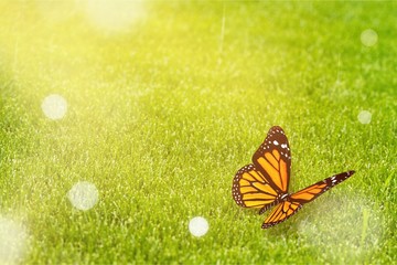 Black and Orange Butterfly