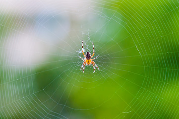 Yellow black Orb-weaver spider Araneid insect sitting on his spiderweb on green blurred background