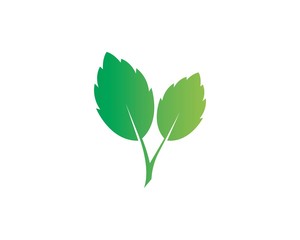 papermint leaf illustration vector