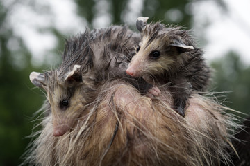 Soaking Wet Opossum Joeys (Didelphimorphia) on Mother Look Left Summer