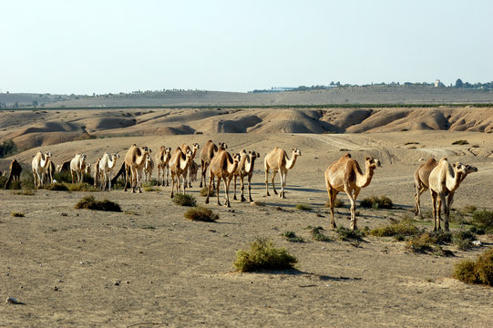 Arabian Camel (Camelus Dromedarius)