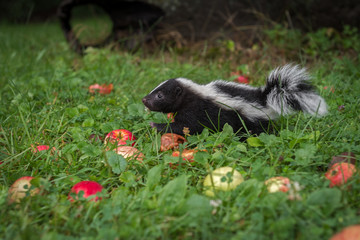 Obraz premium Striped Skunk (Mephitis mephitis) Kit Moves Left Through Grass and Apples Summer