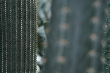 close up of a cactus