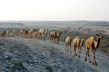 Fototapeta na wymiar Arabian camel (Camelus dromedarius)