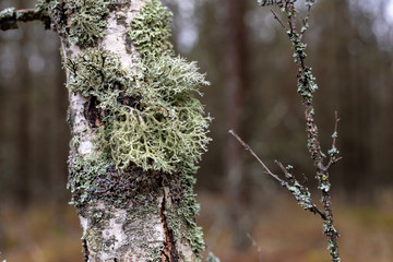 Moss and grew on the bark of birches. The bark of a birch tree.