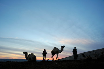 Arabian camel (Camelus dromedarius)