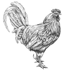 rooster, chicken hand drawn vector illustration realistic sketch © vladischern