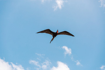Magnificent Frigatebird (Fregata magnificens) flying - Fernando de Noronha, Pernambuco, Brazil