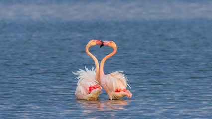 Greater flamingo fighting (Phoenicopterus roseus)