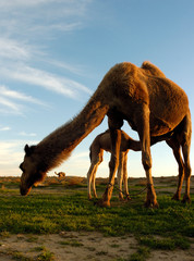 Arabian camel (Camelus dromedarius)