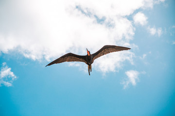 Magnificent Frigatebird (Fregata magnificens) flying - Fernando de Noronha, Pernambuco, Brazil