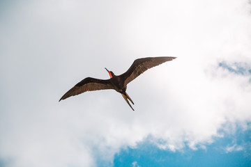Magnificent Frigatebird (Fregata magnificens) flying - Fernando de Noronha, Pernambuco, Brazil