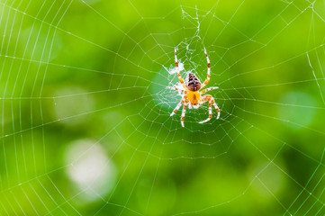 Yellow black Orb-weaver spider Araneid insect sitting on his spiderweb on green blurred background