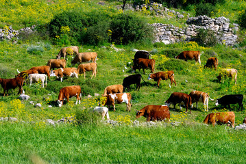 Free roaming cattle