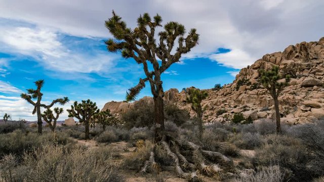 Timelapse of Sunshine thru Joshua Tree in Mojave Desert 