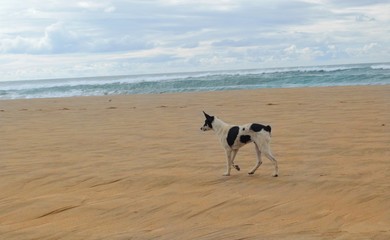 Dog Walking Along the Beach