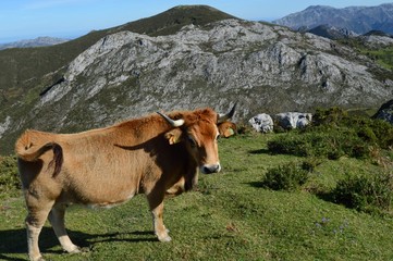 Fototapeta na wymiar cow in mountains