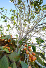 Cactus - opuntia - sabres