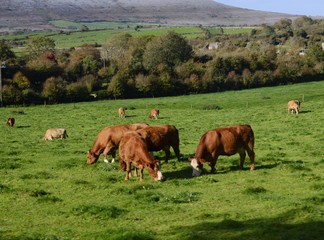 cows on pasture