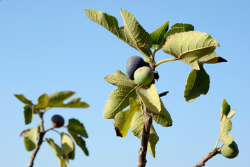fig tree