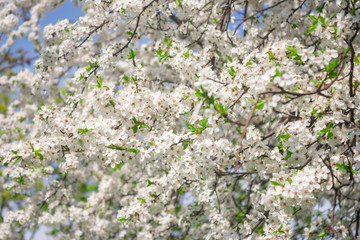 The voice of spring against the background of flowering fruit trees, reviving after a winter sleep.