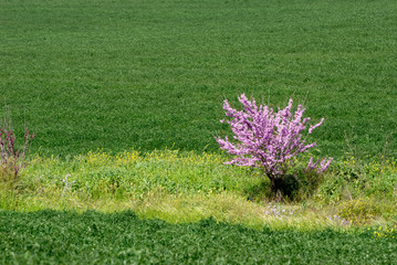 wild flowers in spring