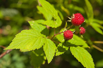 forestry berries, wild raspberries