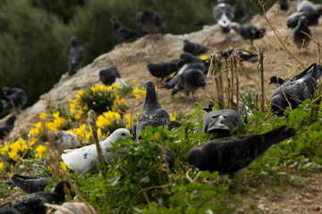 Fototapete bei efototapeten.de bestellen   