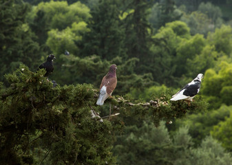  pigeons on a tree