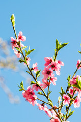 pink flowers of tree