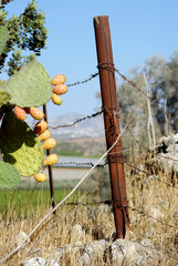 Israel, Lachish, Tzabar