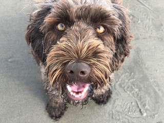 brown labradoodle looking at camera