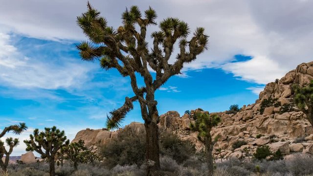 Timelapse of Sunshine thru Joshua Tree in Mojave Desert -Tilt Down-