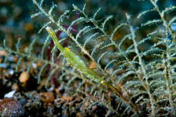 Ocellated tozeuma shrimp Tozeuma lanceolatum