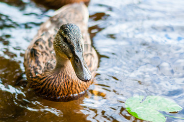 Close-up of a group of young brown ducks, ducklings swimming together in lake near the coast. Water birds species in the waterfowl family Anatidae.