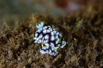 Chromodoris geometrica