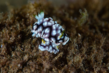 Chromodoris geometrica