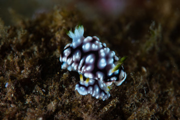 Chromodoris geometrica
